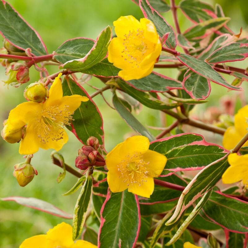foto del prodotto vivaio garden forest hypericum moserianum tricolor vaso 18cm