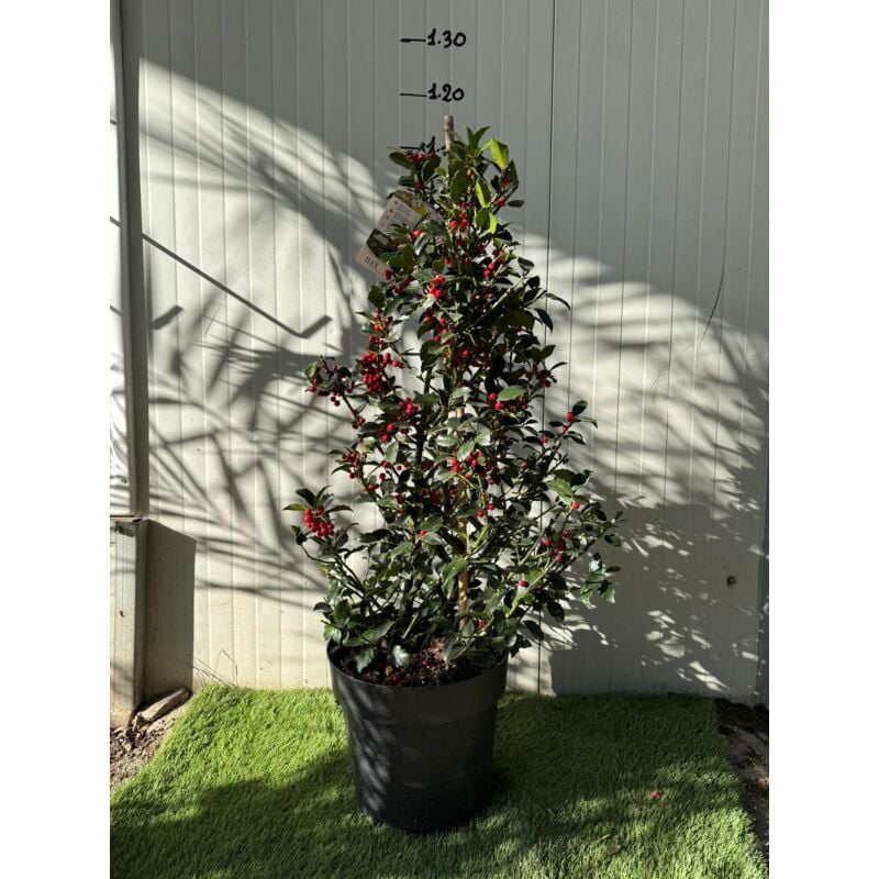 foto del prodotto vivaio garden forest ilex aquifolium agrifoglio a piramide h 100 cm foto reale