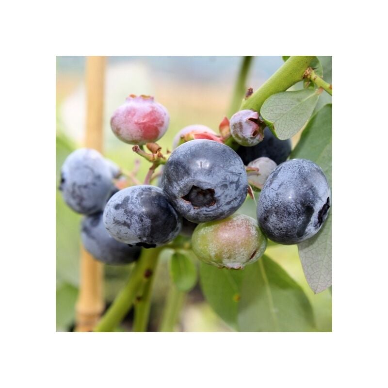 foto del prodotto vivaio garden forest mirtillo americano bluetta precoce vaccinium corymbosum foto reali