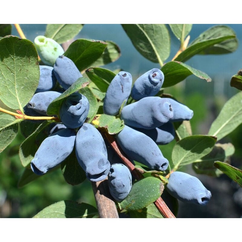 foto del prodotto vivaio garden forest mirtillo siberiano lonicera kamtschatica aurora v.15 pianta cespugliosa frutta