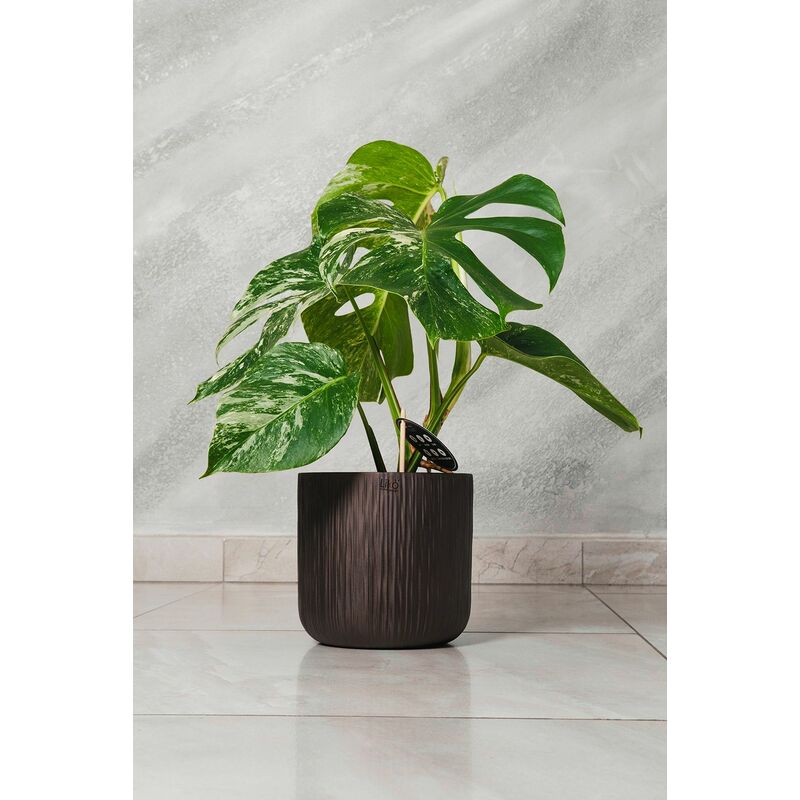 foto del prodotto vivaio garden forest monstera deliciosa albo variegata pianta rara vaso 15cm h 50cm