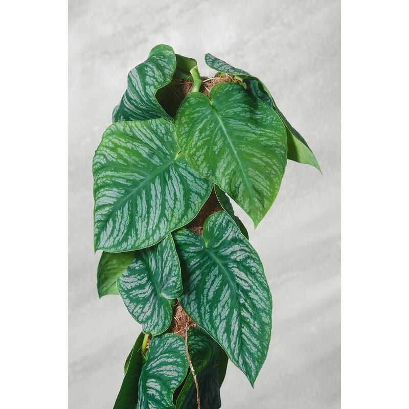 foto del prodotto vivaio garden forest - monstera dubia piante rare d'appartamento vaso 24cm foto reali h 120cm