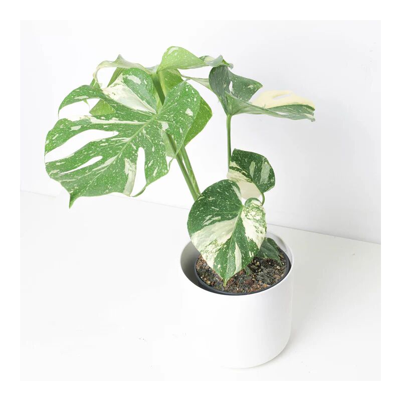 foto del prodotto vivaio garden forest monstera thai constellation h 45 cm