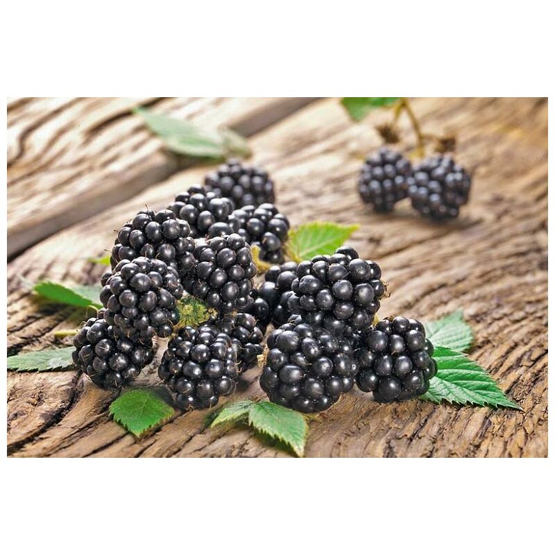 foto del prodotto vivaio garden forest mora chester senza spine rubus fruticosus chester foto reali h 100 cm
