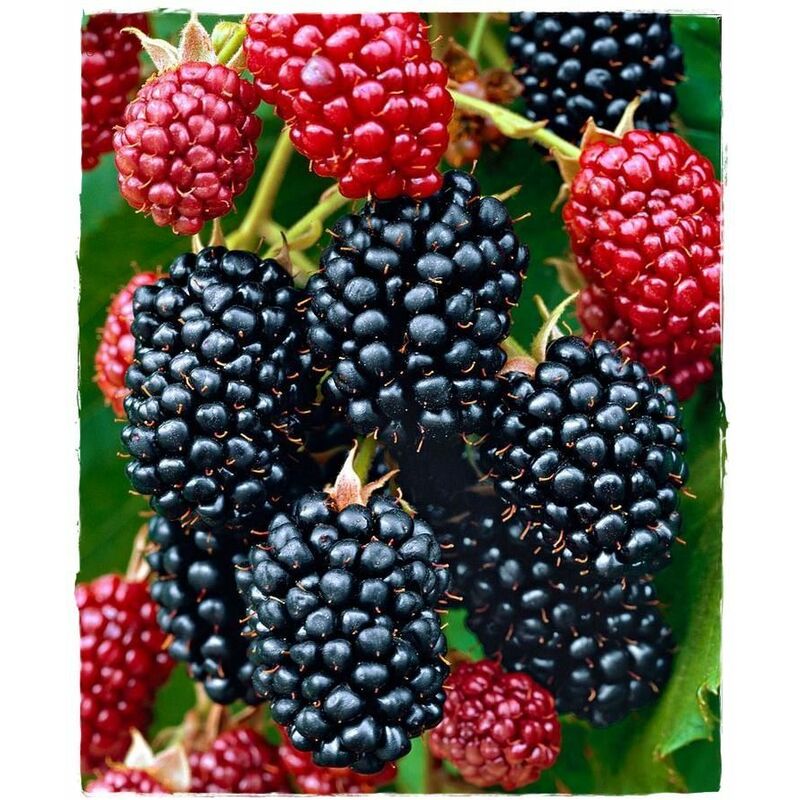 foto del prodotto vivaio garden forest mora rubus fruticosus thornfree senza spine h 100 cm foto reali