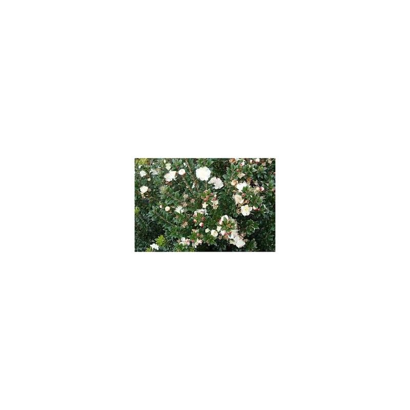 foto del prodotto vivaio garden forest myrtus communis tarentina mirto tarentina vaso 18cm foto reali