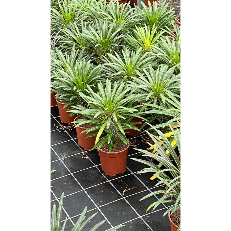 foto del prodotto vivaio garden forest pachypodium lamerei palma del madagascar pianta grassa fotoreali h 40cm