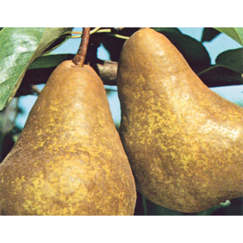 foto del prodotto vivaio garden forest pero kaiser pianta di pero pera frutta frutto foto reali