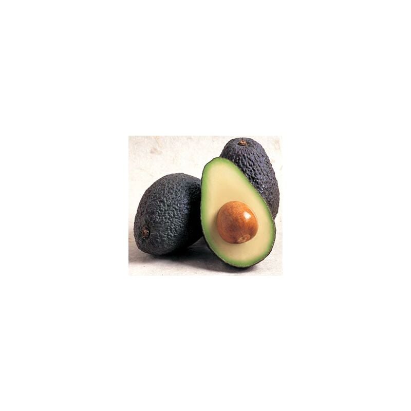 foto del prodotto vivaio garden forest persea americana pianta di avocado hass di innesto foto reali h 140cm