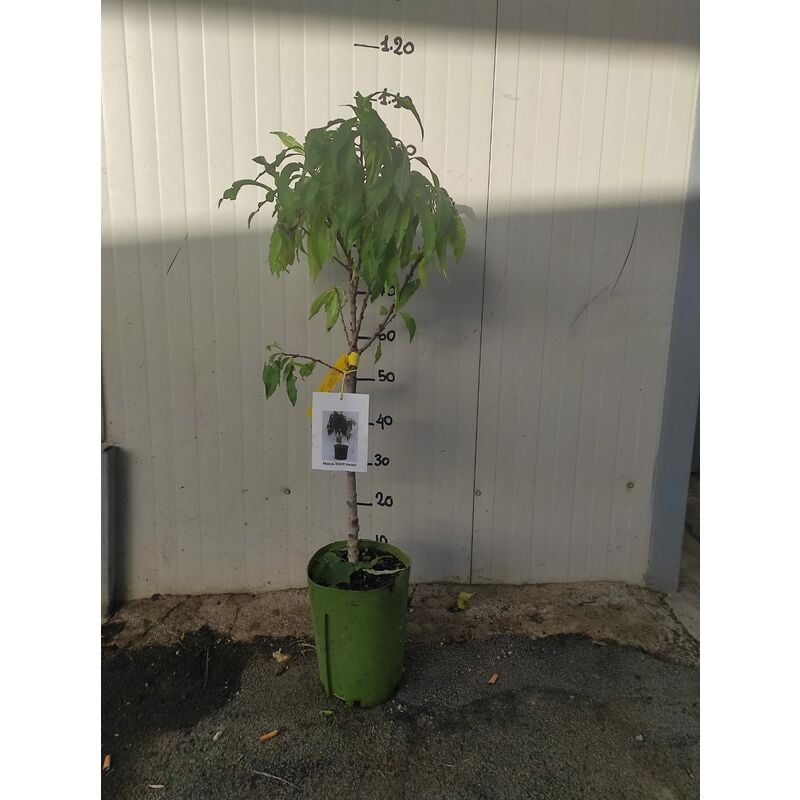 foto del prodotto vivaio garden forest pesca noce nano 110cm foto reale pianta da frutto, nano, pianta da vaso