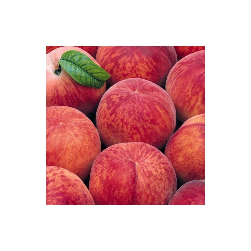 foto del prodotto vivaio garden forest pesco michelini prunus persica pianta albero di da frutta frutto foto reali