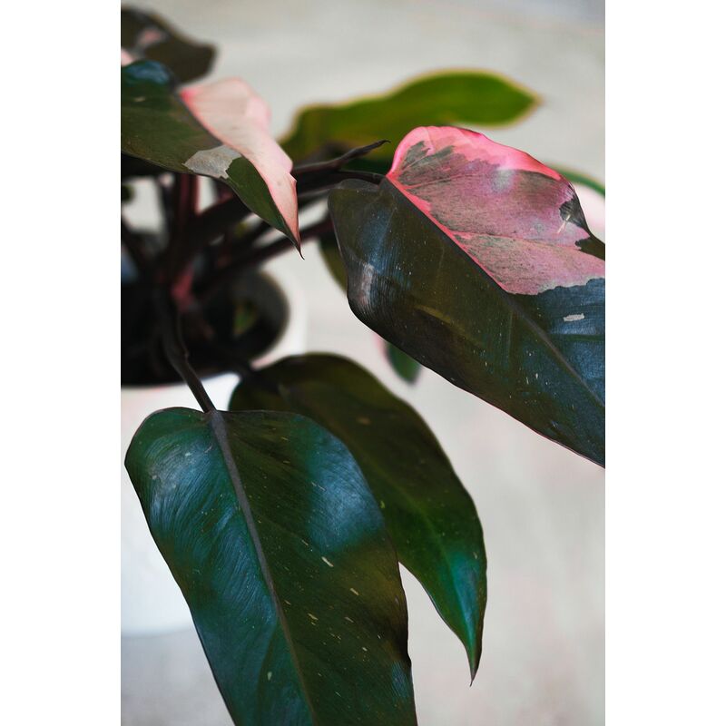 foto del prodotto vivaio garden forest philodendron burgundy princess pianta rara da interno vaso 12cm h 45cm