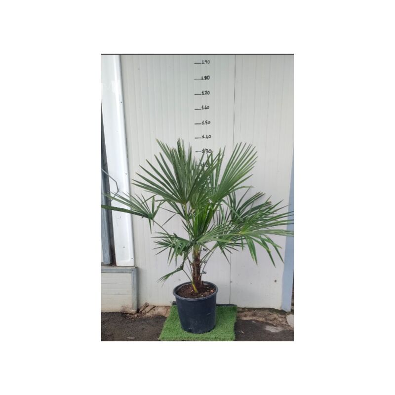 foto del prodotto vivaio garden forest phoenix canariensis, palma datteri delle canarie, h140 vaso 30, foto reali