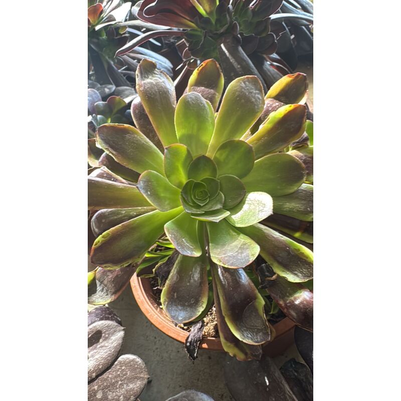 foto del prodotto vivaio garden forest pianta aeonium big bang plus, foto reali,
