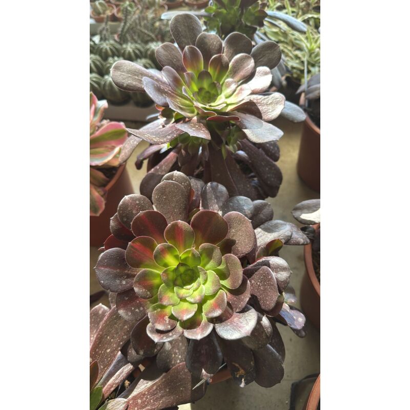 foto del prodotto vivaio garden forest pianta aeonium kilimangiaro, foto reali