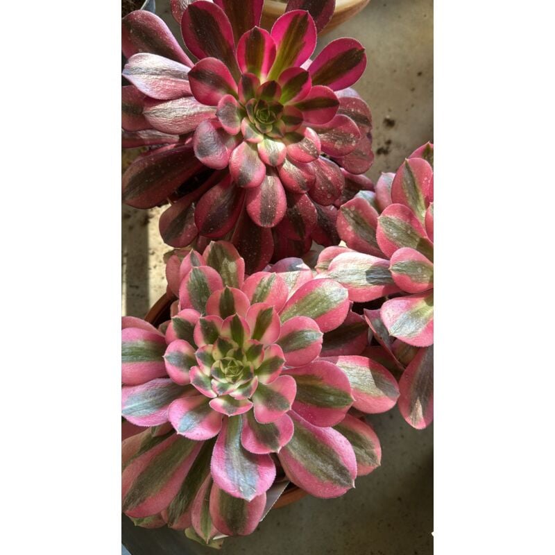 foto del prodotto vivaio garden forest pianta aeonium pink witch, foto reali, pianta grassa succulenta