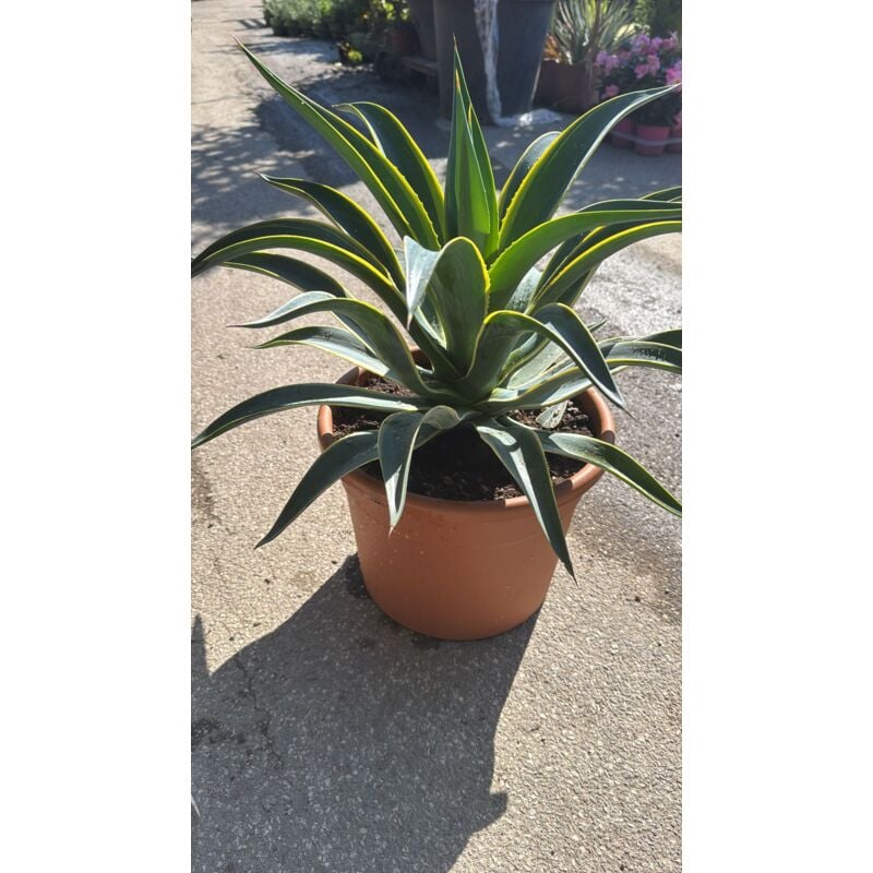 foto del prodotto vivaio garden forest pianta agave desmettiana marginata vaso 30, foto reali