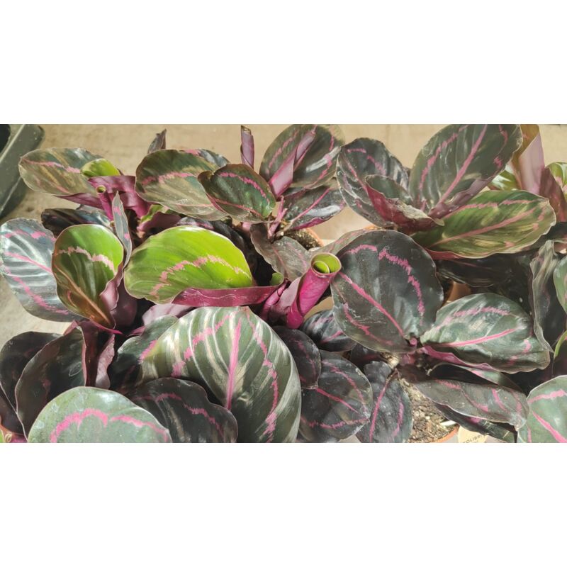 foto del prodotto vivaio garden forest pianta calathea roseoptica dottie plant, vaso 9 cm, foto reali