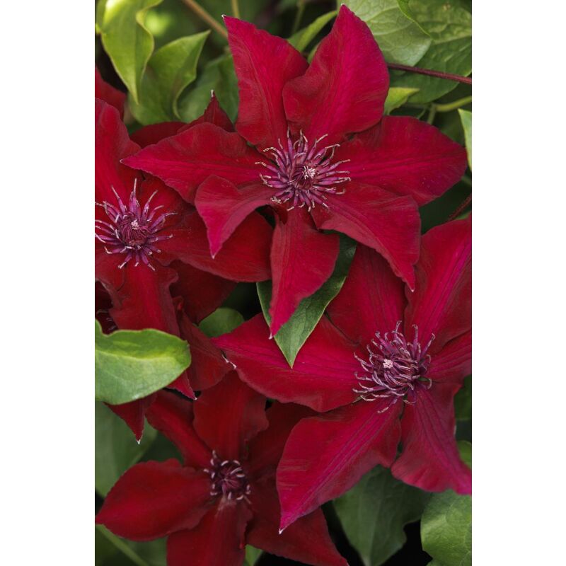 foto del prodotto vivaio garden forest pianta clematis boulevard h 70cm colore rossa