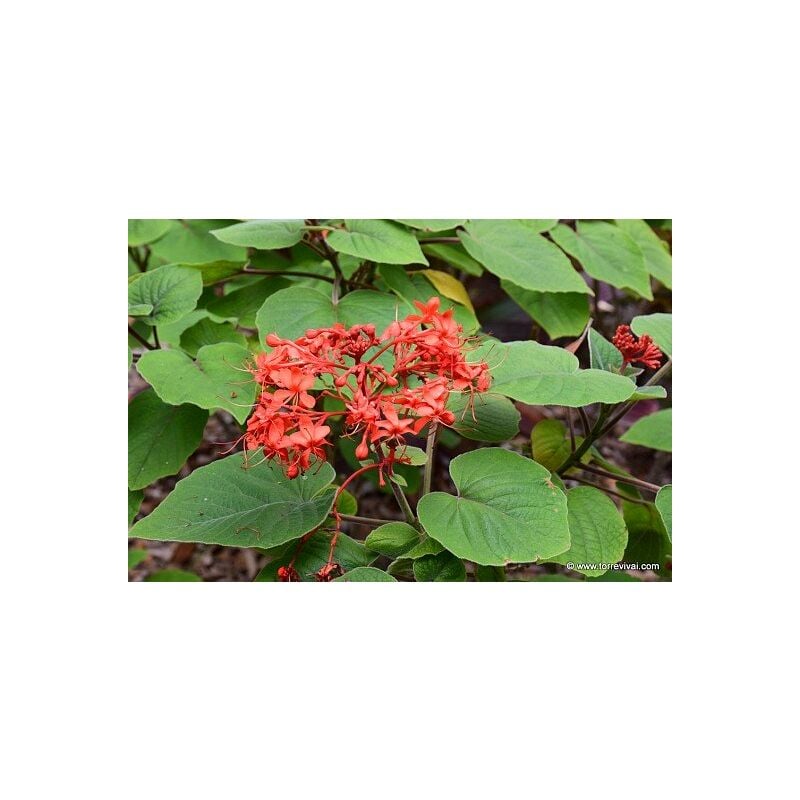foto del prodotto vivaio garden forest pianta clerodendrum speciosissimum in vaso foto reali h 60 cm