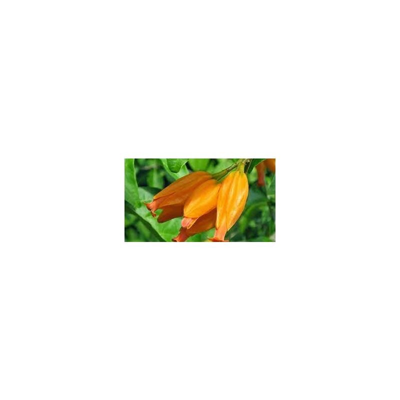 foto del prodotto vivaio garden forest pianta da fiore juanulloa mexicana juanulloa aurantiaca foto reali