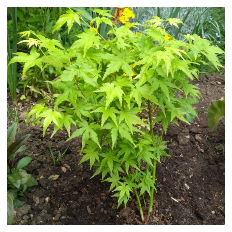 foto del prodotto vivaio garden forest pianta di acero acer winter jewels going green wood foto reali h 100 cm