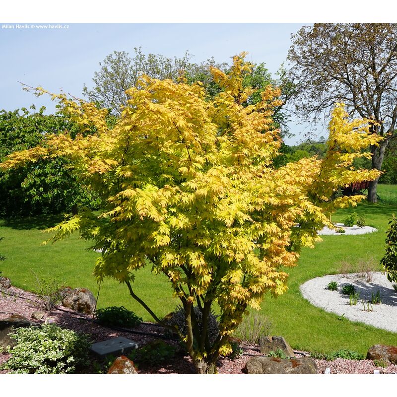 foto del prodotto vivaio garden forest pianta di acero giapponese orange dream acer japanase jewels foto reali h 100cm