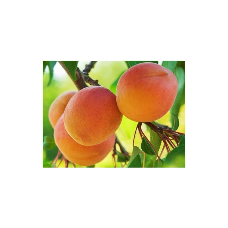 foto del prodotto vivaio garden forest pianta di albicocco precoce vaso 24cm