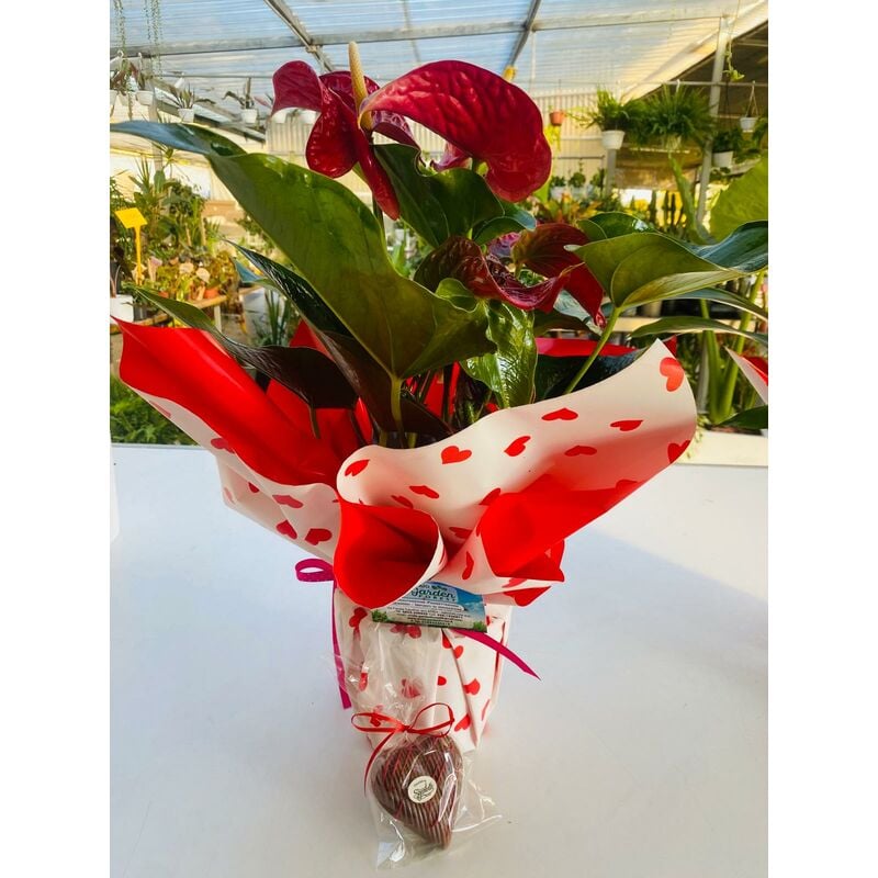 foto del prodotto vivaio garden forest pianta di anthurium rosso vaso 17cm