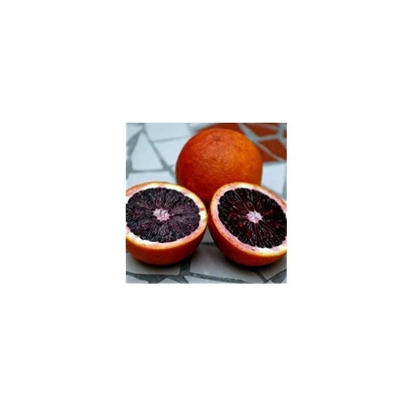 foto del prodotto vivaio garden forest pianta di arancio fragola in vaso 20 cm foto reali h80cm