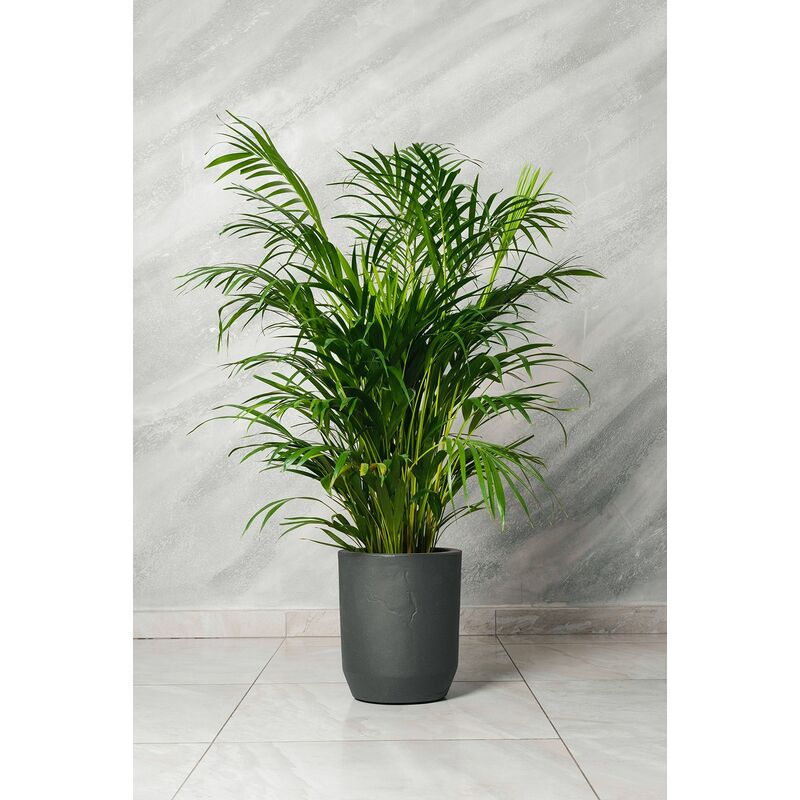 foto del prodotto vivaio garden forest pianta di areca dypsis lutescens vaso 20cm h 120cm foto reali pianta vera