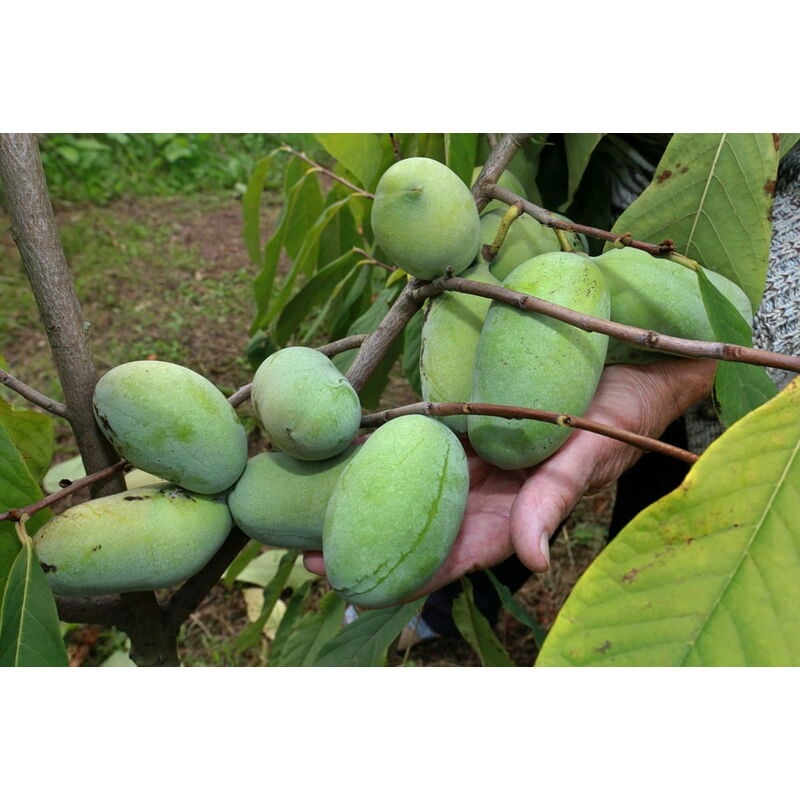 foto del prodotto vivaio garden forest pianta di asimina triloba sunflower innestata banano di montagna h 70cm