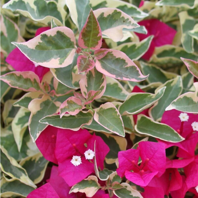 foto del prodotto vivaio garden forest pianta di bougainvillea raspberry bougainvillea variegata foto reali