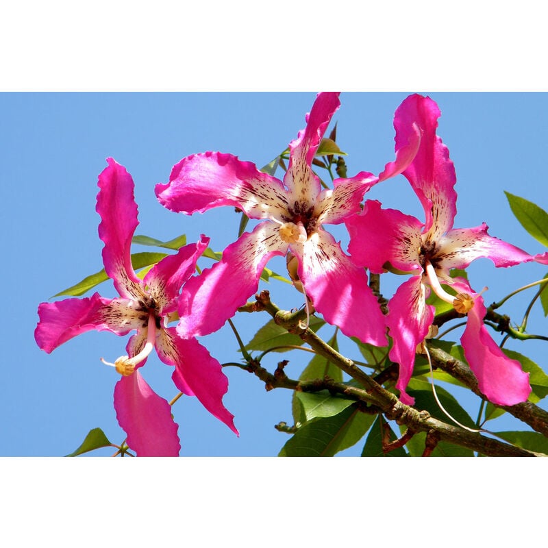 foto del prodotto vivaio garden forest pianta di chorisia speciosa, ceiba speciosa, albero bottiglia h 150cm