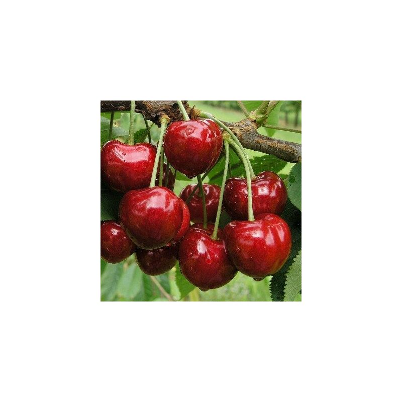 foto del prodotto vivaio garden forest pianta di ciliegio bigarreau burlat in vaso foto reali