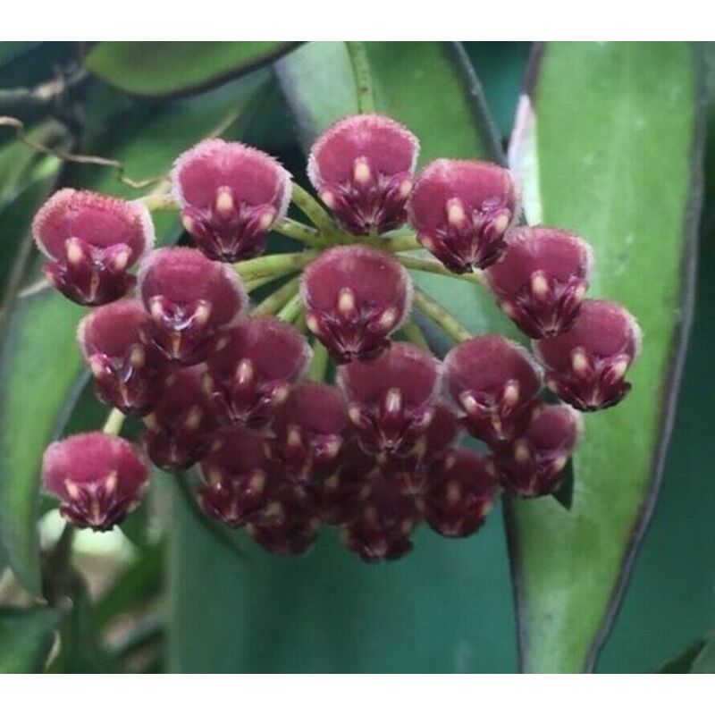 foto del prodotto vivaio garden forest - pianta di hoya wayetii tricolor fiore di cera hoya carnosa foto reali
