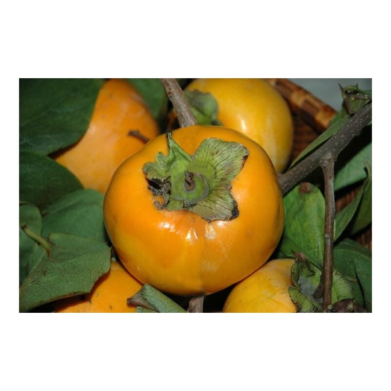 foto del prodotto vivaio garden forest pianta di kako vaniglia vaso 24cm