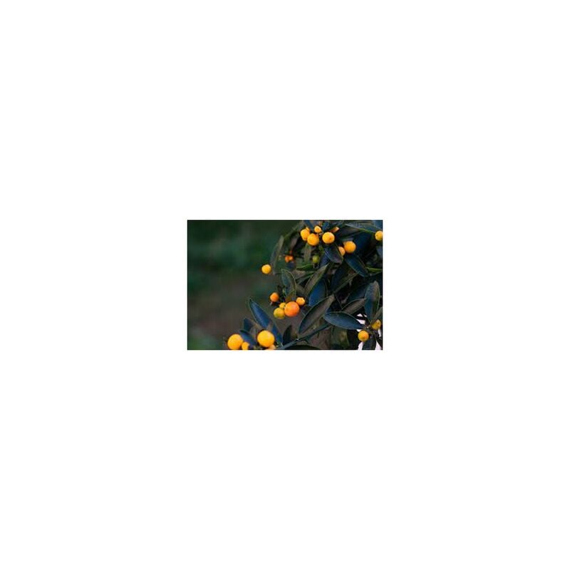 foto del prodotto vivaio garden forest pianta di kumquat hindsii fortunella selvatica di hong kong in vaso foto reali