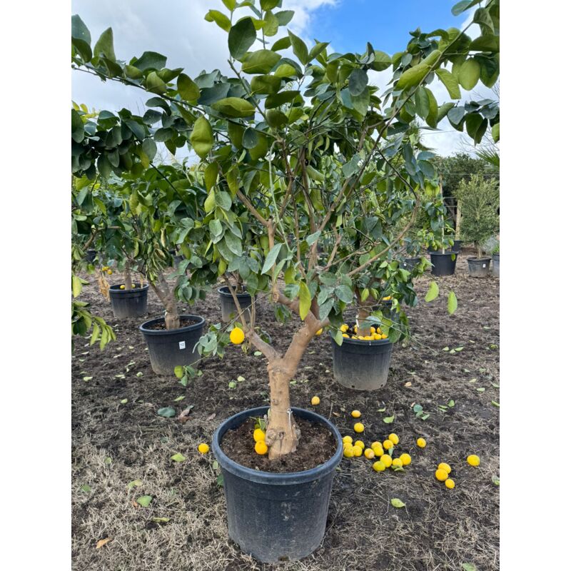 foto del prodotto vivaio garden forest pianta di limone femminiello zagara bianca di 20 anni h 190cm foto reali