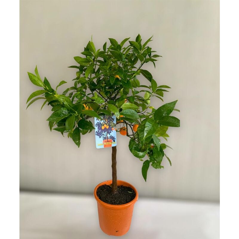 foto del prodotto vivaio garden forest pianta di limone x clementino citrus limon x citrus clementina ibrido foto reali