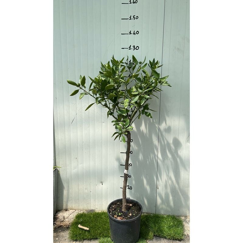 foto del prodotto vivaio garden forest pianta di mandarino satsuma miyagawa in vaso 24 foto reali