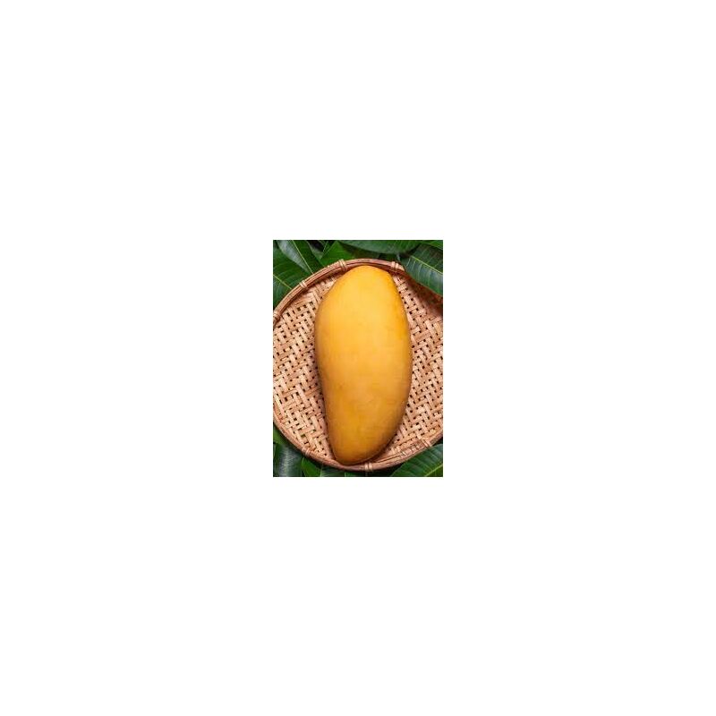 foto del prodotto vivaio garden forest pianta di mangifera indica mango ataulfo, h 140cm foto reali