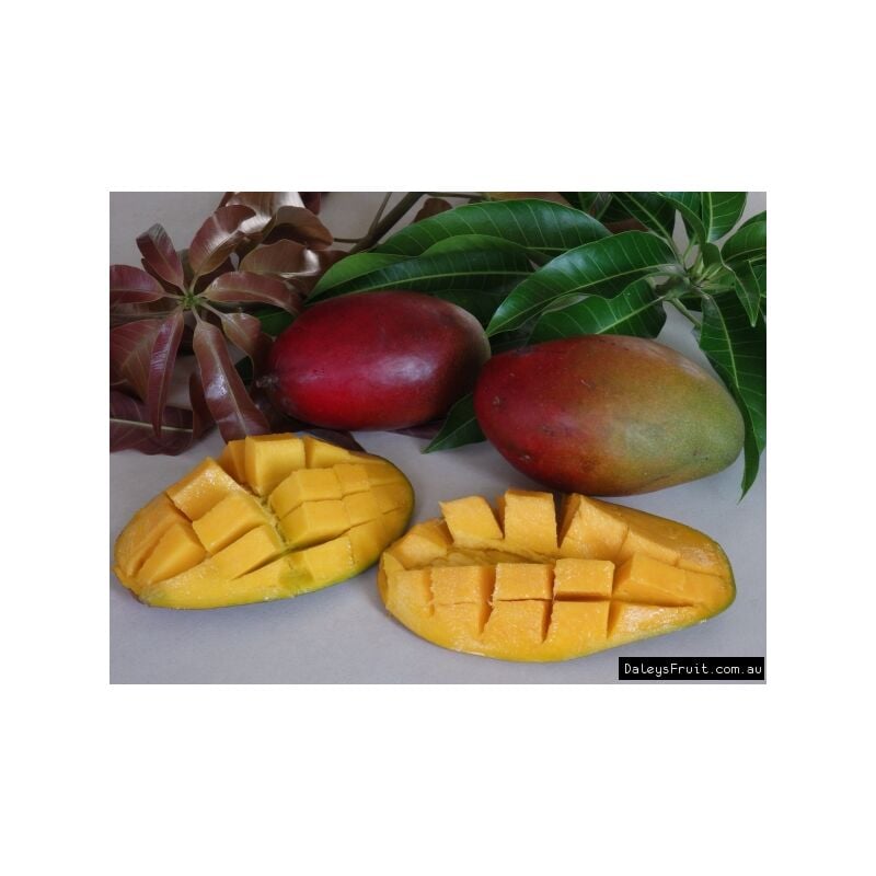 foto del prodotto vivaio garden forest pianta di mangifera indica mango palmer innestata foto reali h 140cm