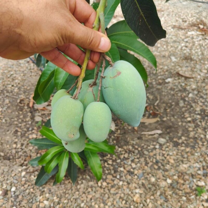 foto del prodotto vivaio garden forest pianta di mango carabao, di manila o mango filippino, h 120, foto reali