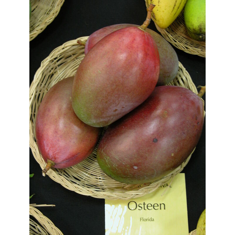 foto del prodotto vivaio garden forest pianta di mango osteen mangifera indica innestata foto reali h 140cm