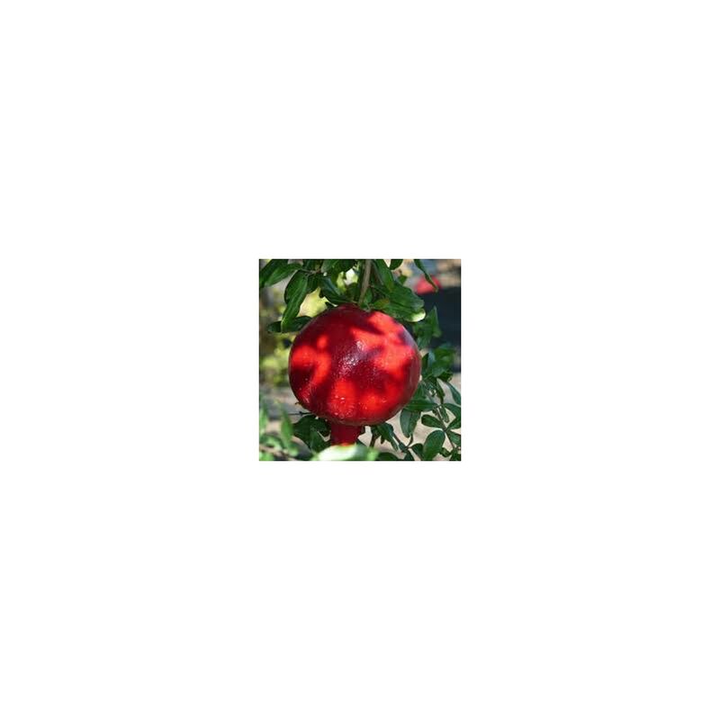 foto del prodotto vivaio garden forest pianta di melograno wonderful h 150 cm pianta da frutto