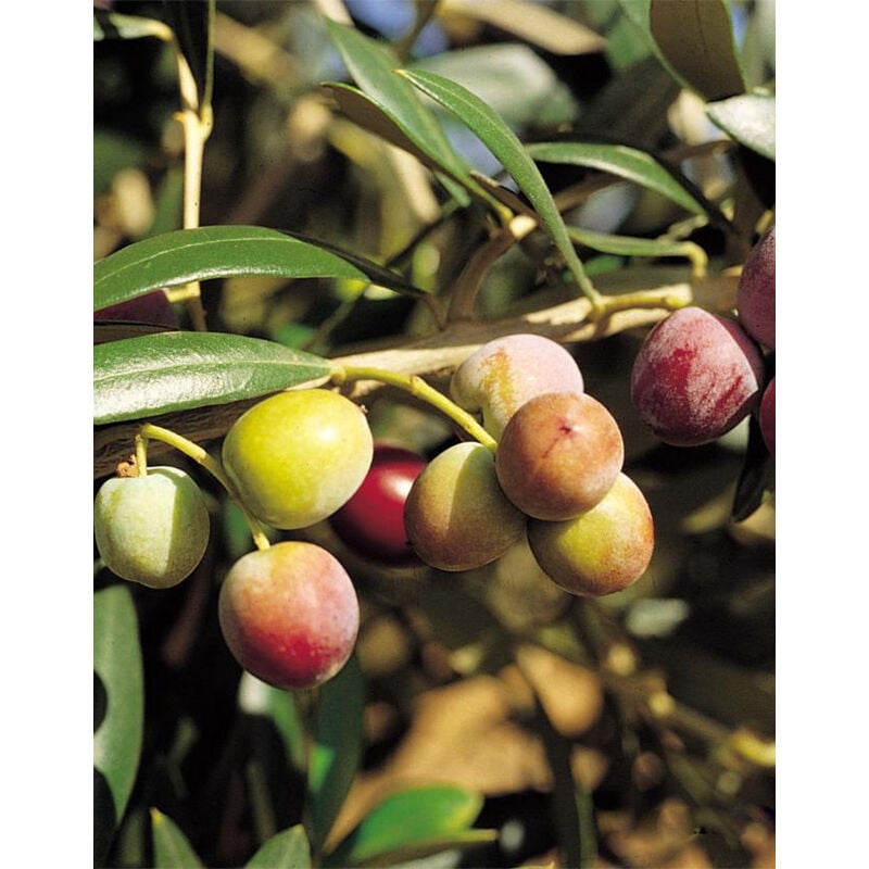 foto del prodotto vivaio garden forest pianta di olivo arbequina certificata ulivo arbequina h 140 cm