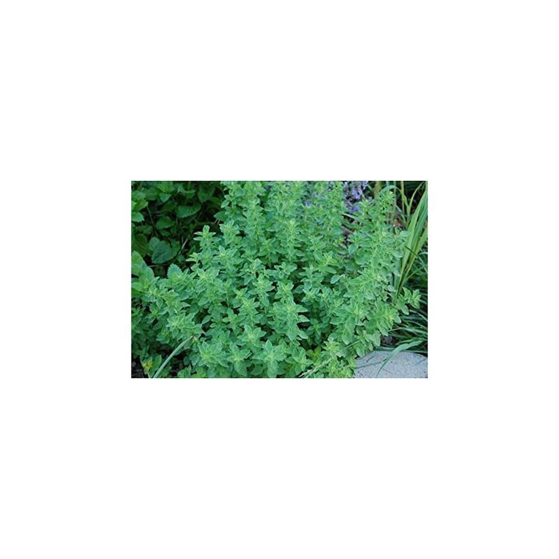 foto del prodotto vivaio garden forest pianta di origano vaso 14cm piante aromatiche