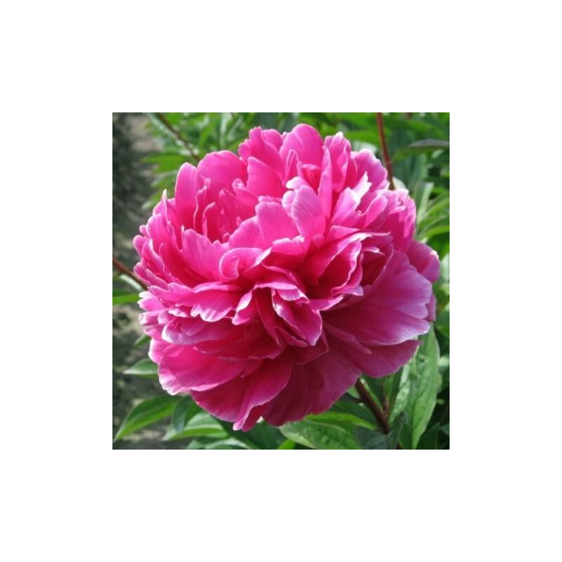 foto del prodotto vivaio garden forest pianta di peonia lactiflora jadwiga rosa scuro a porpora foto reali