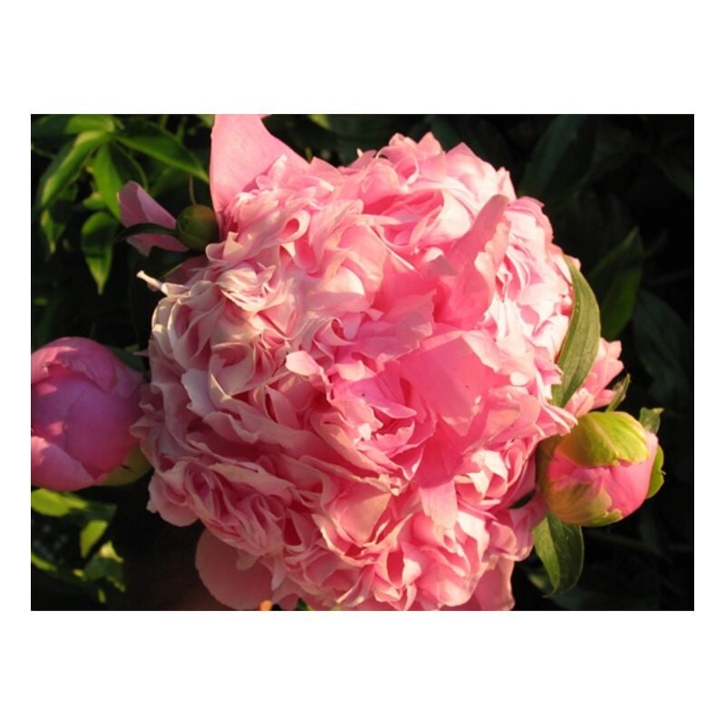 foto del prodotto vivaio garden forest - pianta di peonia 'sarah bernardt' lactiflora fiori doppi, color rosa foto reali